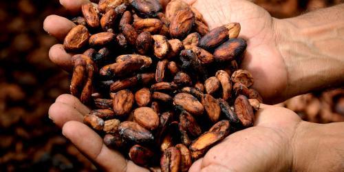 Dunkelbraune Kakaobohnen liegen in einer Hand